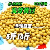 5斤10斤非转基因发芽黄豆东北农家新大豆打榨磨豆浆发芽