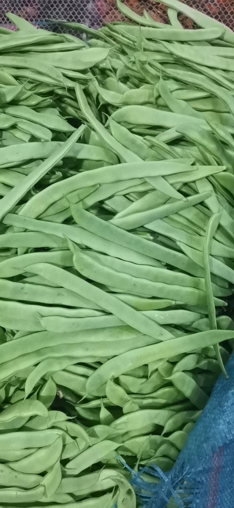 新苗中货，质量放心。