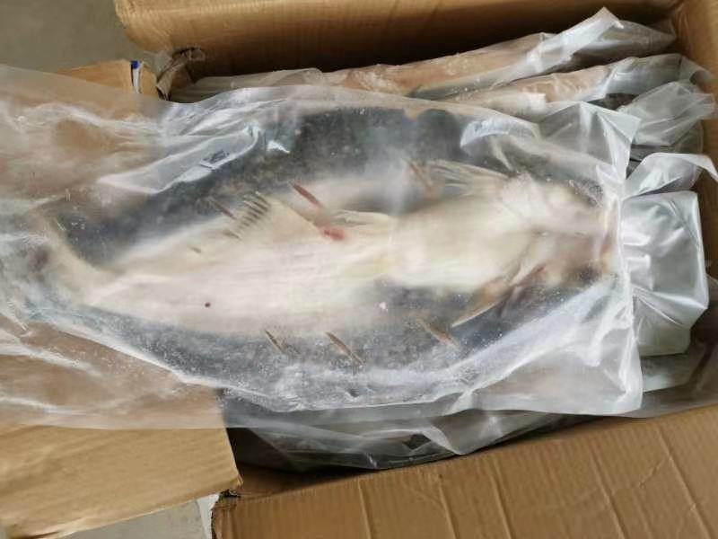 开背巴沙鱼凌波鱼烤鱼烧烤