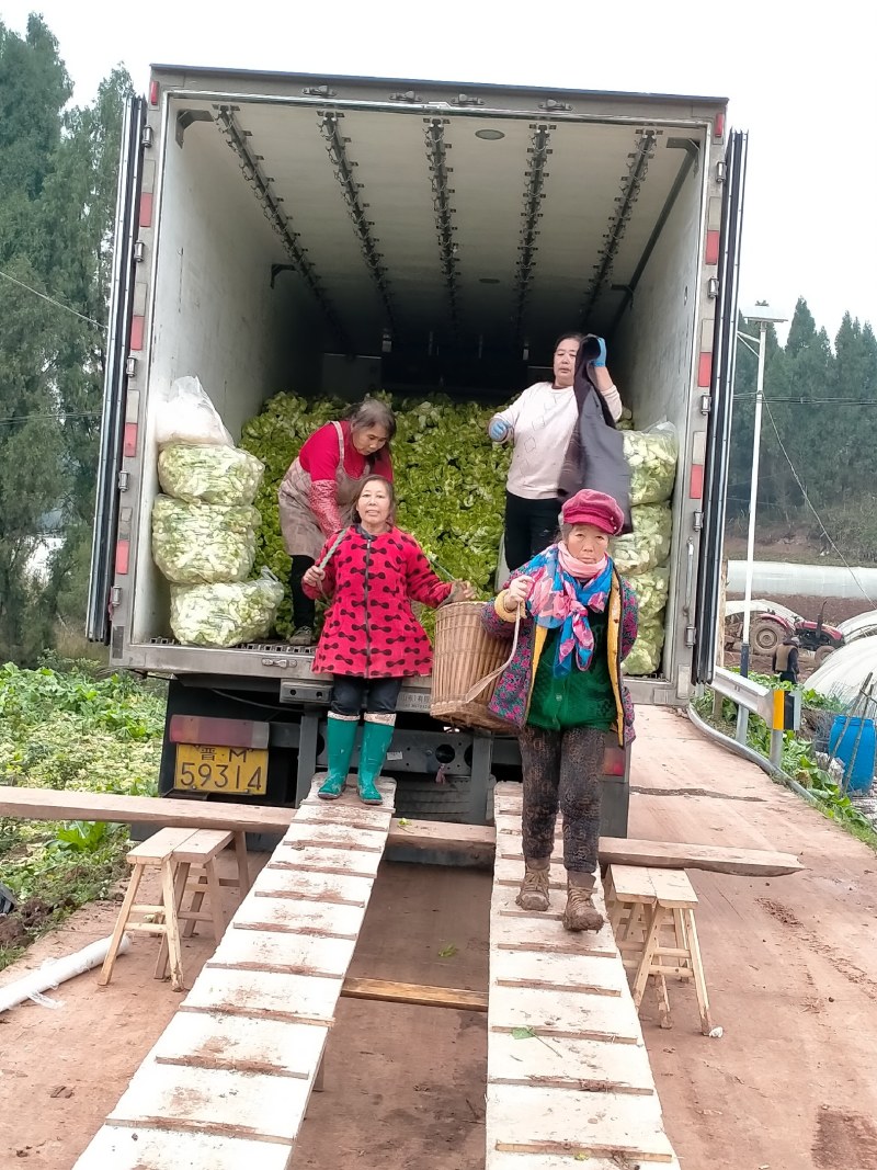 安岳精品儿菜基地直销，质量保证，无其他费用，装车快速。