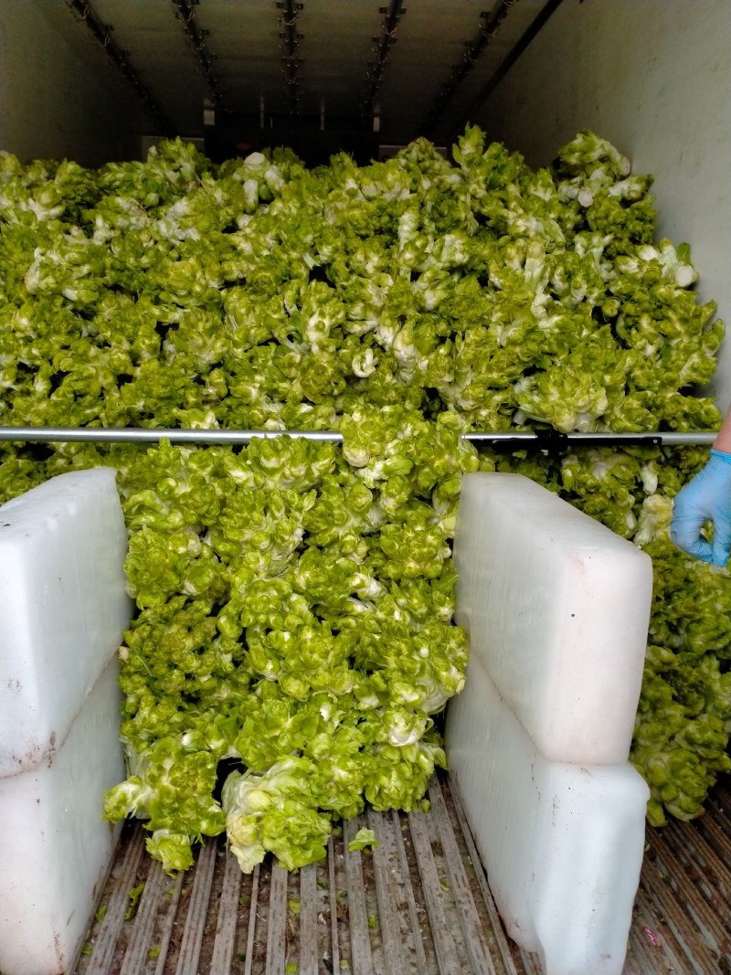 安岳精品儿菜基地直销，质量保证，无其他费用，装车快速。