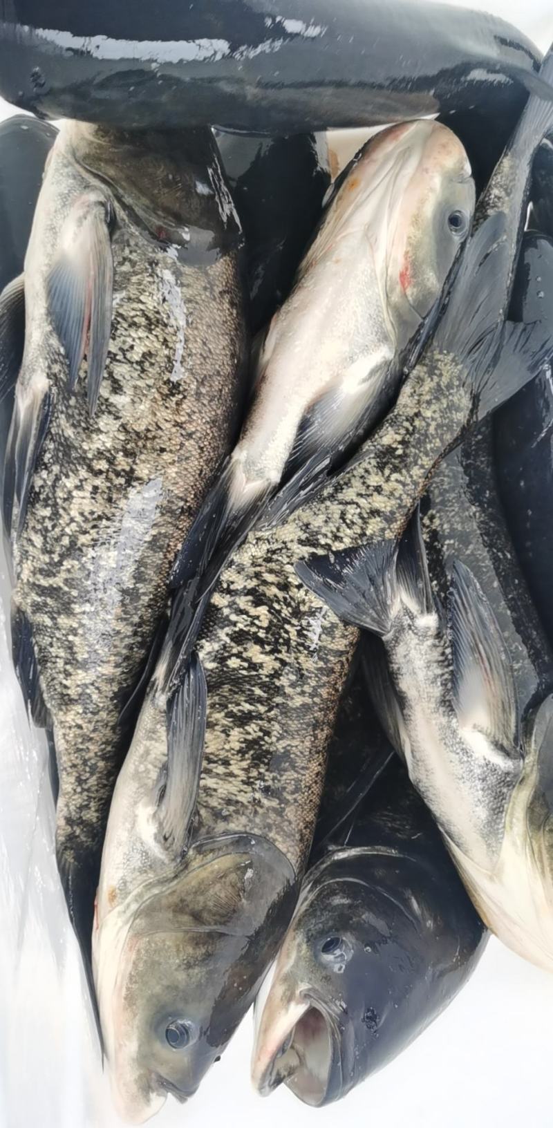 太平湖有机鳙鱼，青岛现货，大量批发，酒店直供