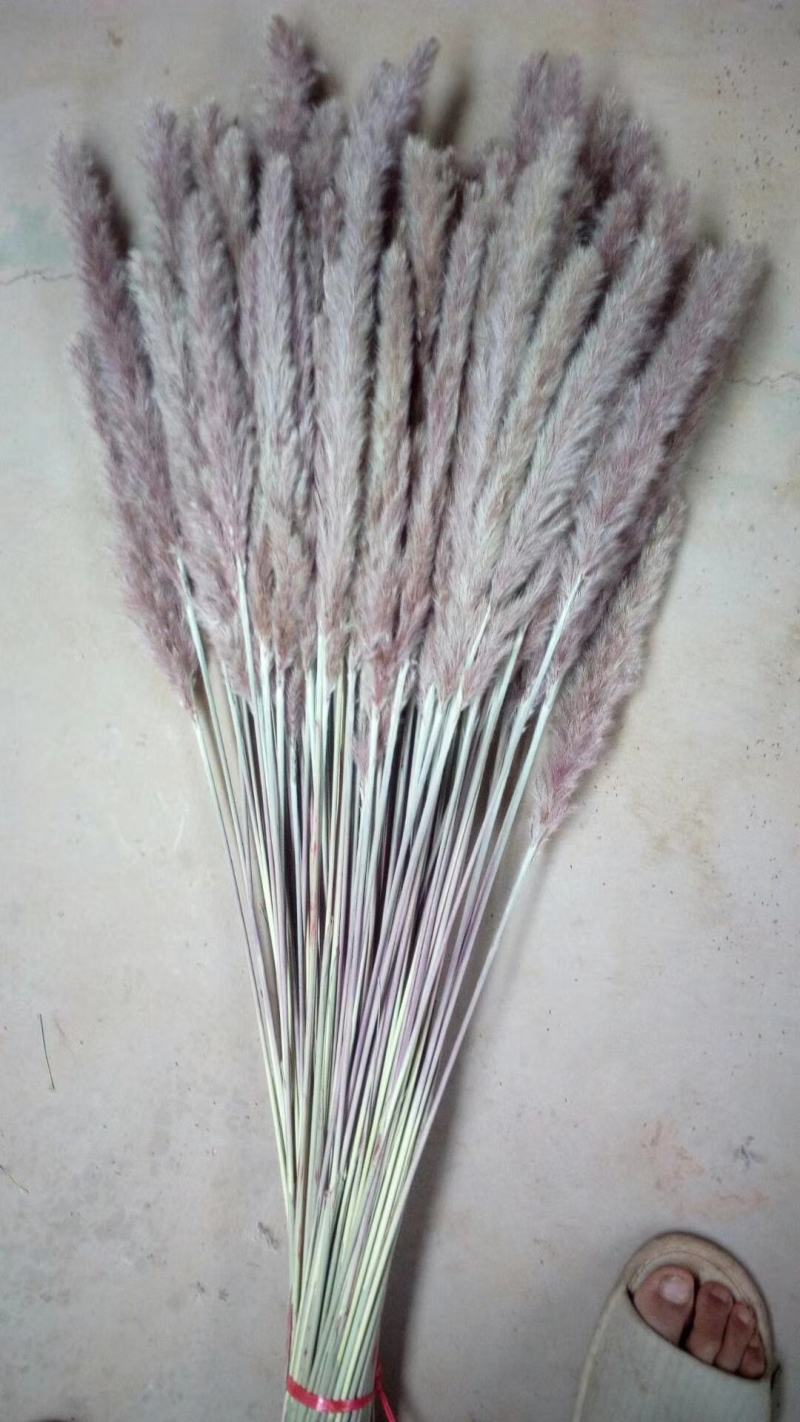 芦苇马尾草大量有货源需要的货主来谈