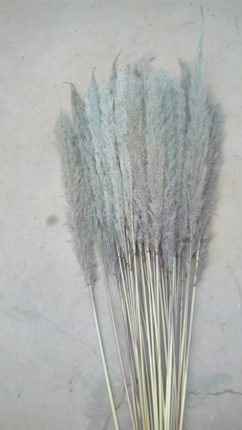 芦苇马尾草大量有货源需要的货主来谈