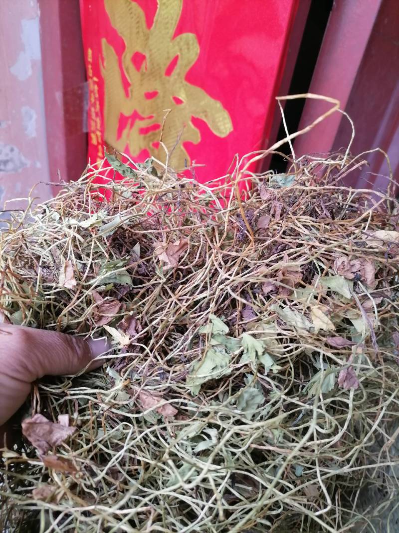 四叶参，别四瓣草，幸运草，野生无硫一手货源保证质量