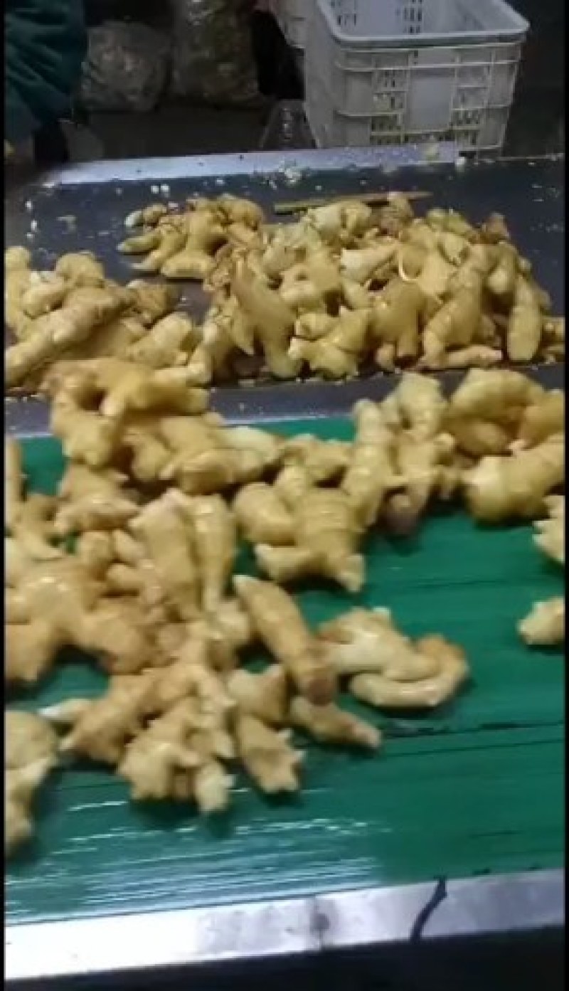 常年大量供应优质大黄姜，小黄姜，货源充足，品质保证