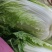 大白菜，又名义和秋，菜色白，绿，不打农药，全部绿色蔬菜，