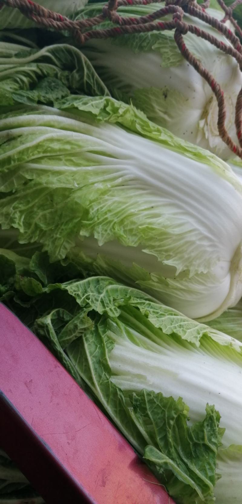大白菜，又名义和秋，菜色白，绿，不打农药，全部绿色蔬菜，
