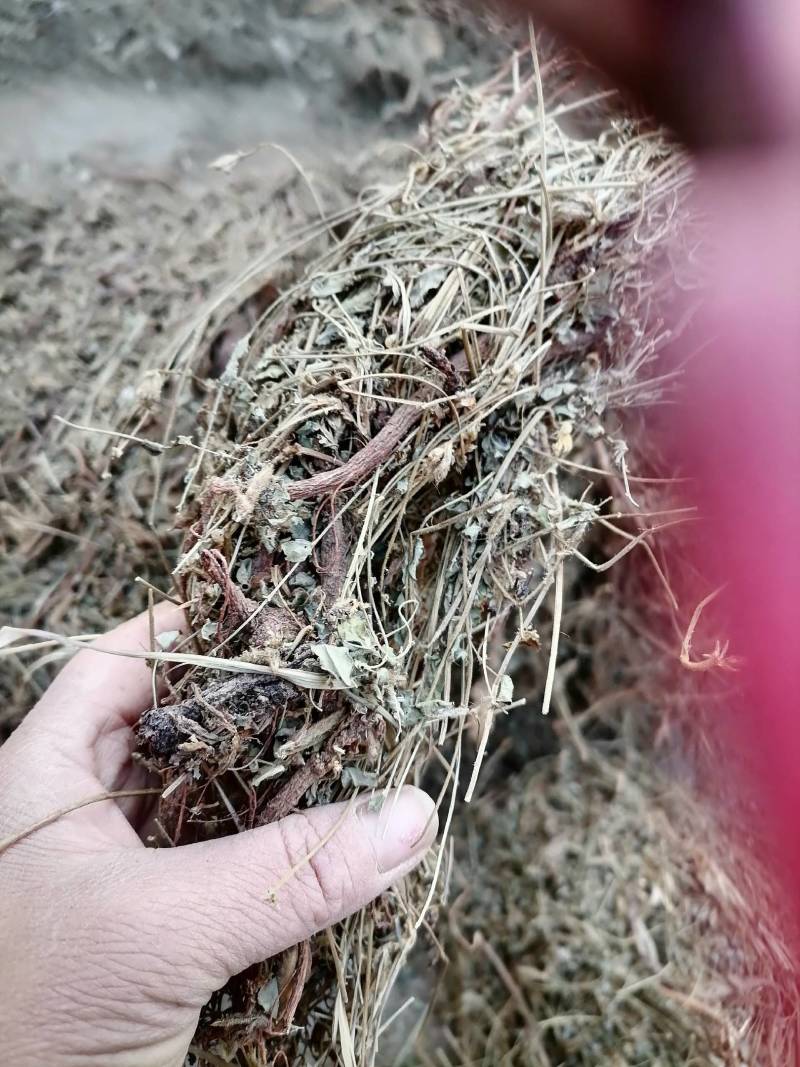 地丁根：野生批发零售又名罗地丁无硫一手货源自然风干！！
