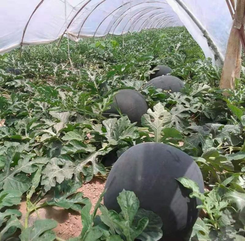 懒汉状元，抗重茬新品种纯黑皮蜡粉厚