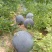 懒汉状元，抗重茬新品种纯黑皮蜡粉厚