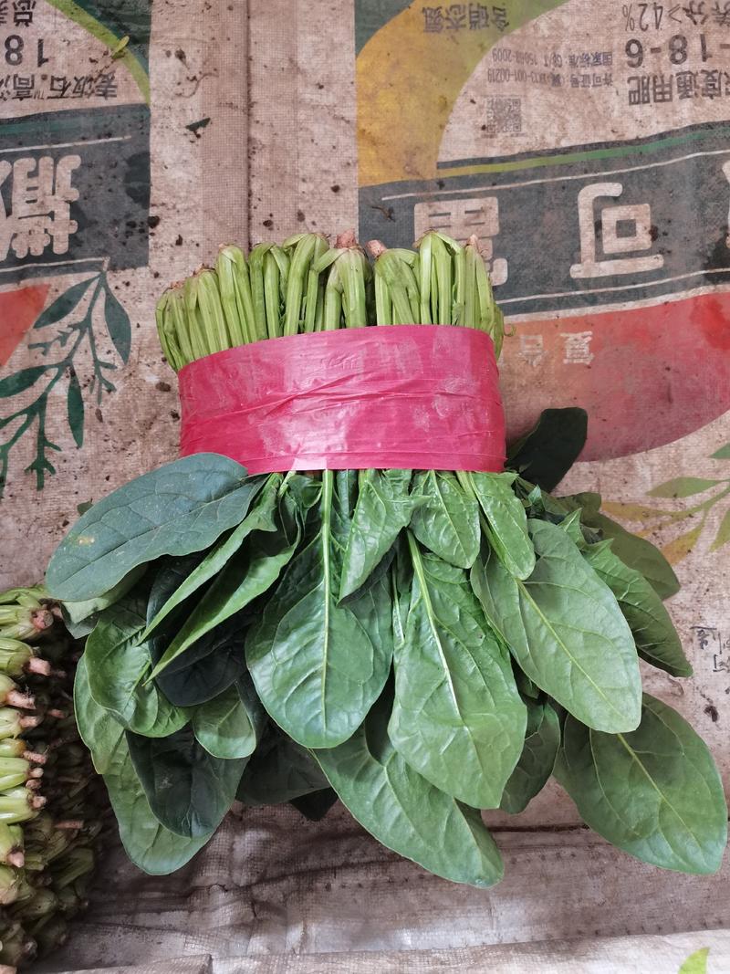 山东泰安精品大叶菠菜一手货源常年有货