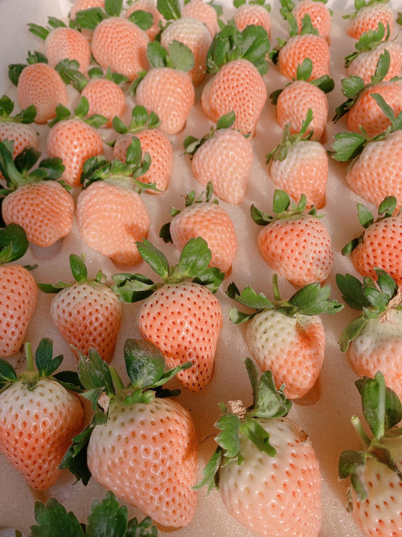 纯淡雪草莓国内种植日本原种苗白草莓支持一件代发天猫京东等