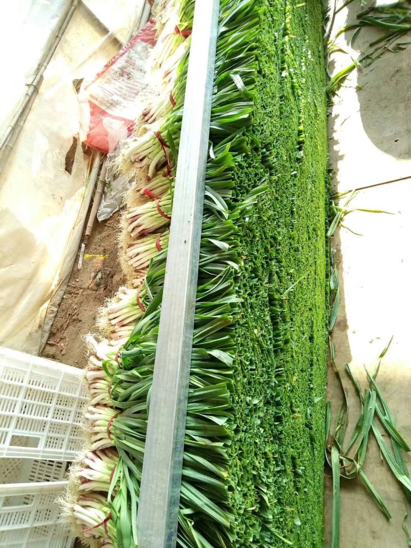 山东精品香菜优质味浓好吃常年有货代发市场电商快来选购