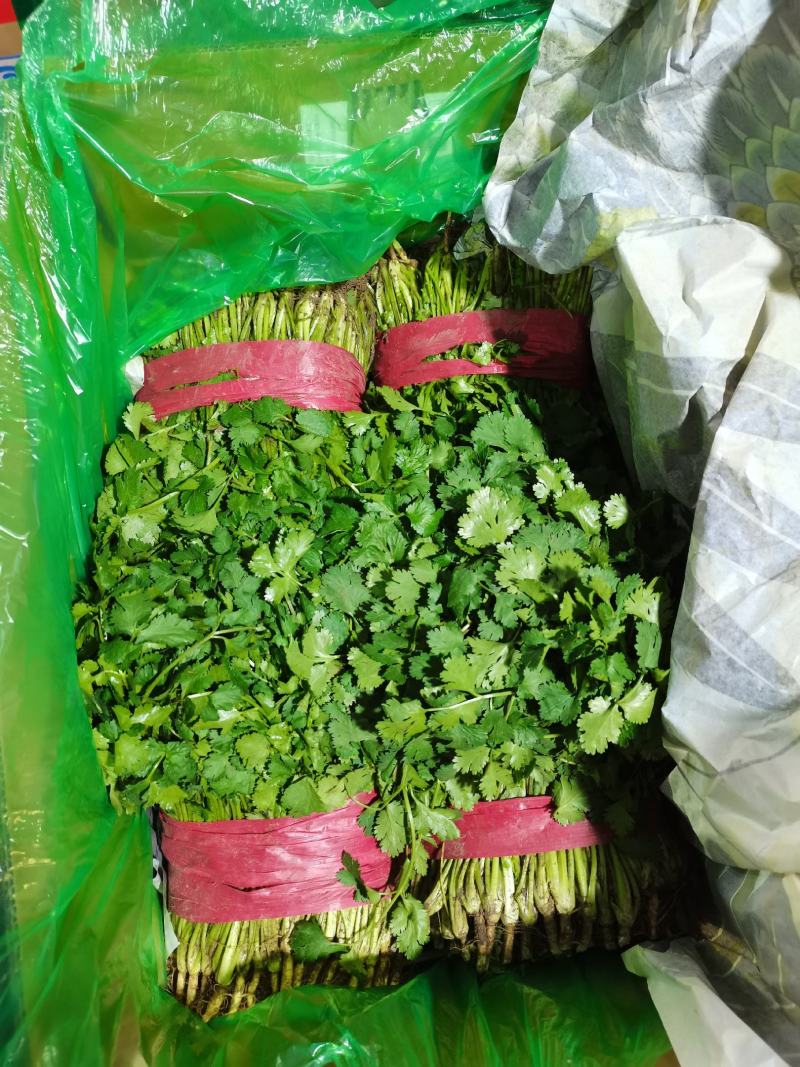 山东精品香菜优质味浓好吃常年有货代发市场电商快来选购