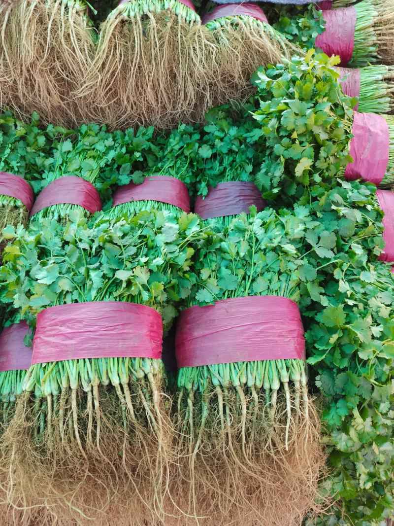 山东精品香菜优质味浓好吃常年有货代发市场电商快来选购