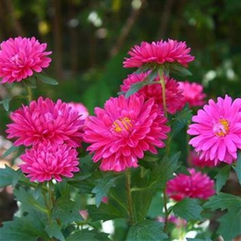 《四季种植矮杆翠菊》重瓣菊花种子阳台庭院盆栽易活花卉种子