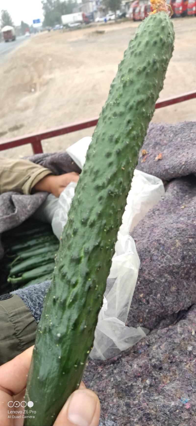 山东沂南亮条黄瓜基地直供量大质优欢迎采购