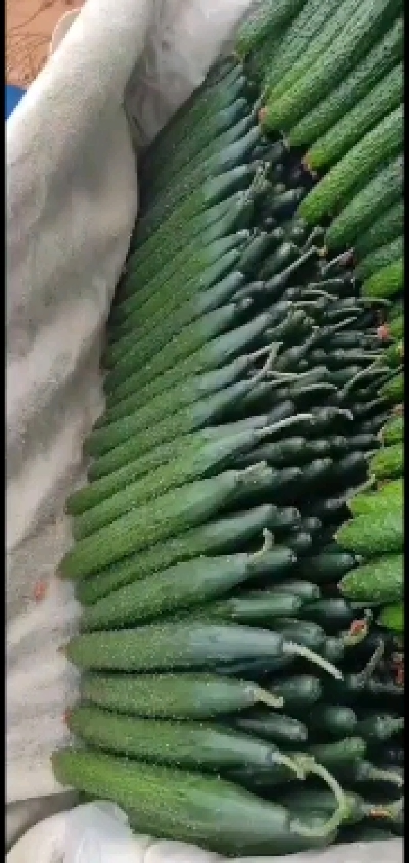 沂南精品亮条黄瓜老牌代收