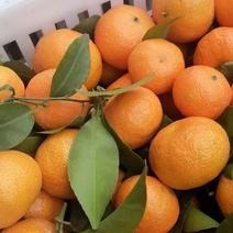 钟山县砂糖橘，好果，次果，大炮果，小果，大量供应