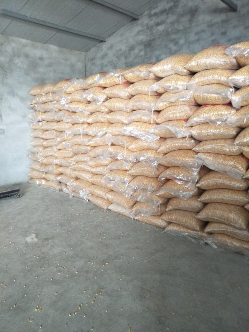 优质玉米水份干2022新粮一手货源视频看货品质保证
