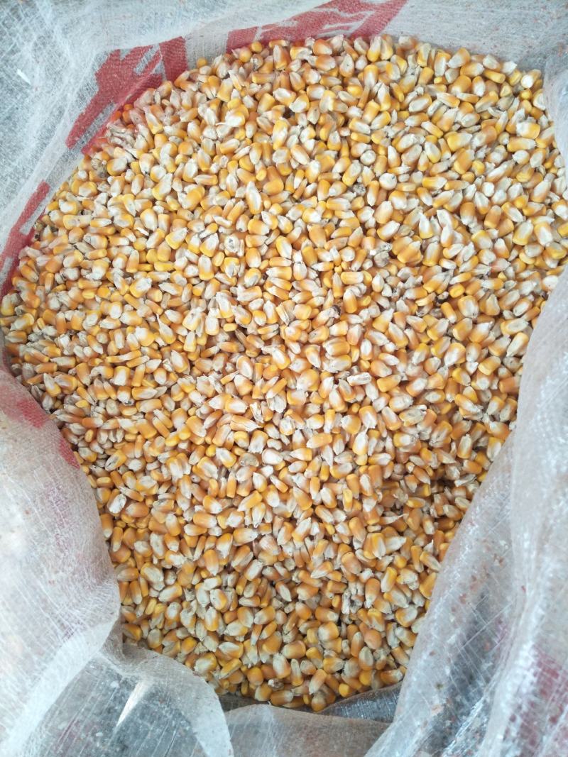 优质玉米水份干2022新粮一手货源视频看货品质保证