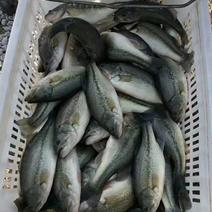 鲈鱼水产批发，3两到1.3斤淡水养殖咨询