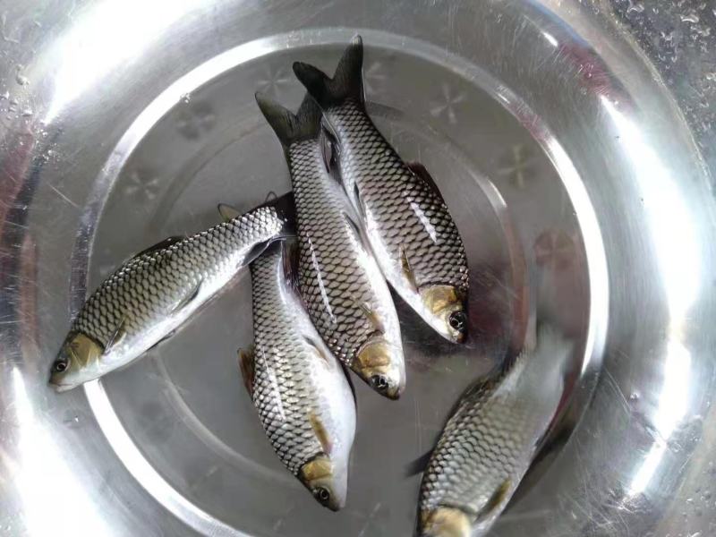 草鱼成品草鱼批发销售