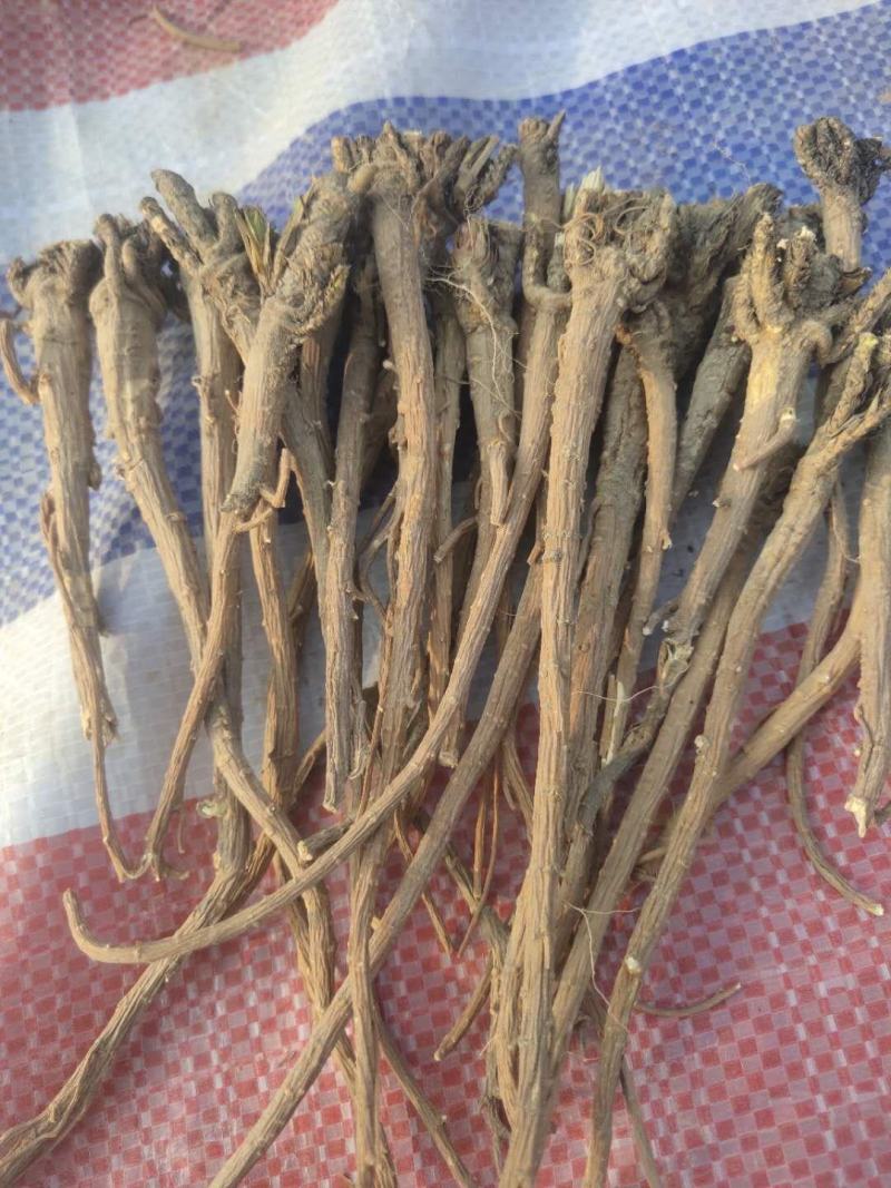 柴胡（甘肃白柴胡，红柴胡）