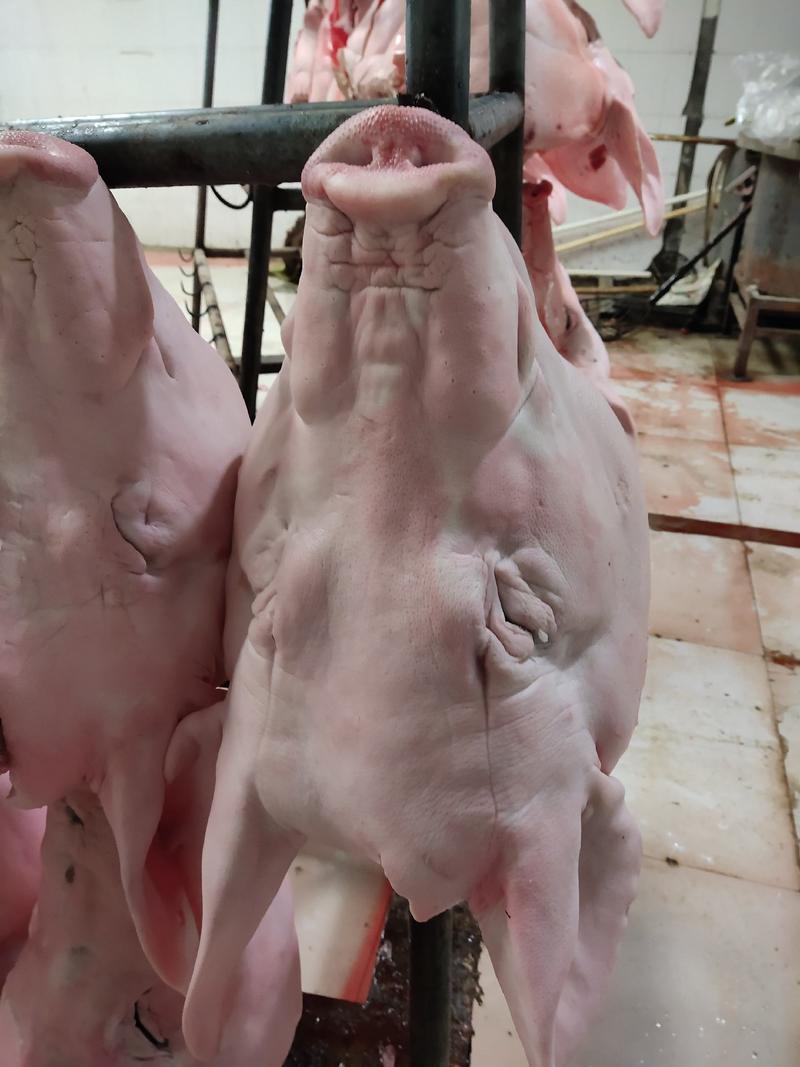 北京猪头国产精品肥猪头厂价直销可定做无耳或带耳批半无耳