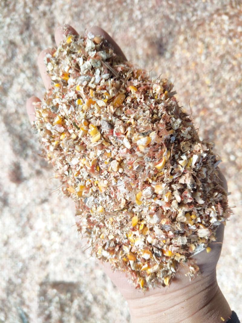 碎玉米毛粮5-6个粮新玉米水分低