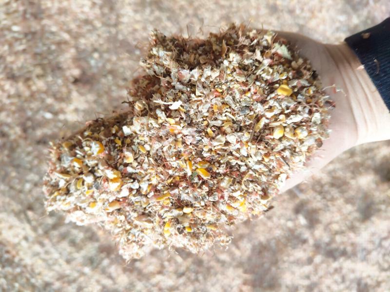 碎玉米毛粮5-6个粮新玉米水分低