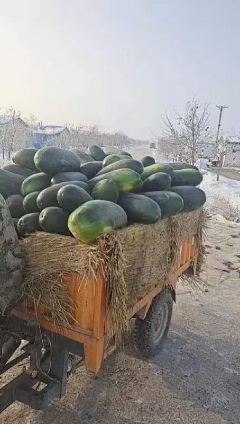 冬瓜，黑皮冬瓜，整车发货，产区直发，大量上市！