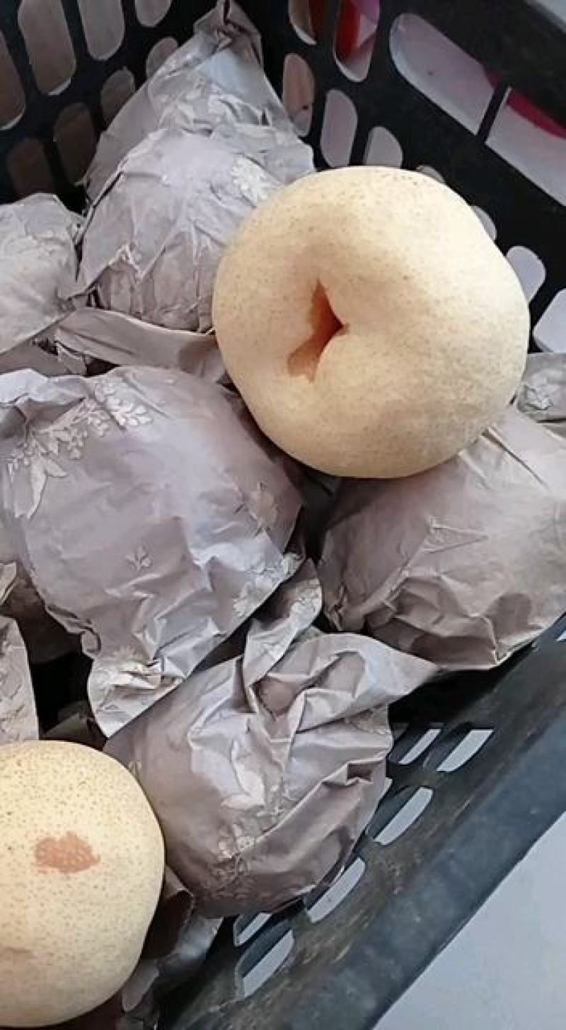 红香酥梨，品质保证，产地直销，合作共赢，视频看货