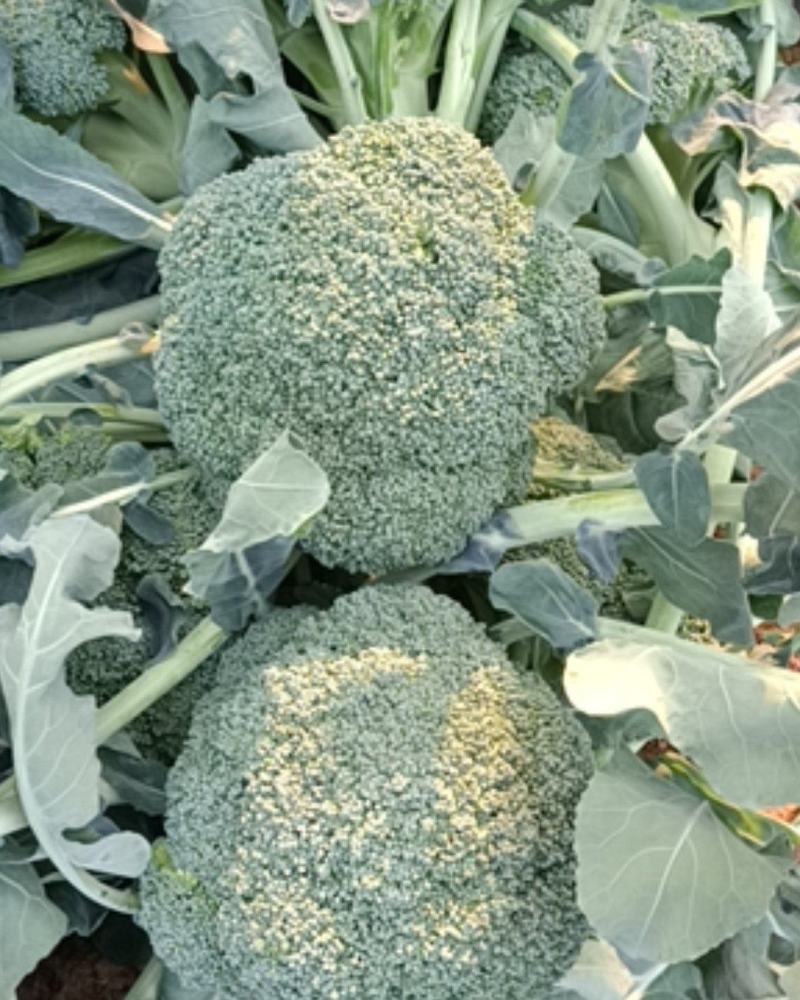 河南西蓝花大量上市了！耐寒优秀！朵形整齐，颜色亮！