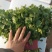 【河北】精品香菜大叶香菜茎叶20--30公分