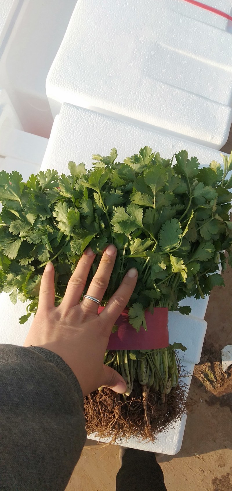 【河北】精品香菜大叶香菜茎叶20--30公分