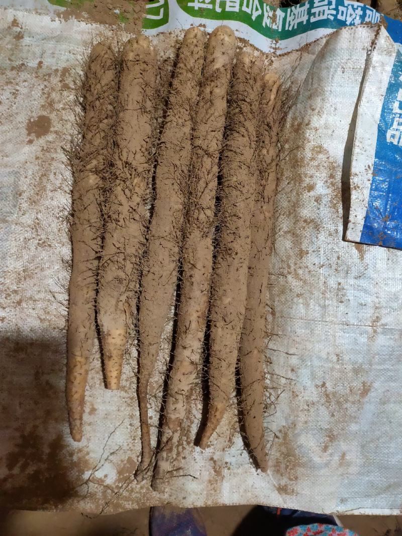 山药，棒山药，网袋山药，水洗不洗的都有。礼品盒，箱货都有