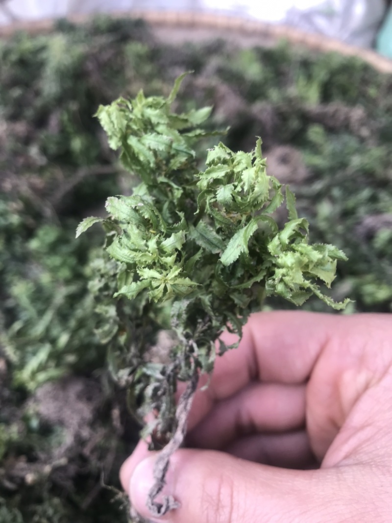 千层塔沙树还阳纯野生马蹬草中药材新货过桥草还阳草