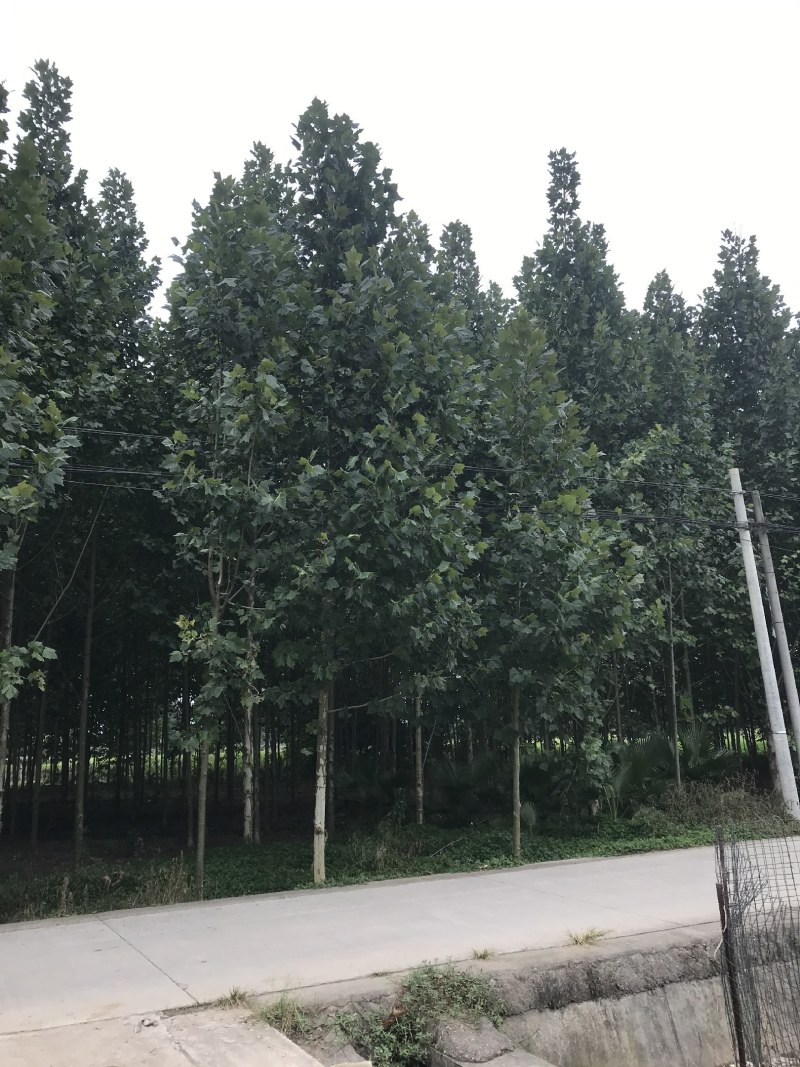 法国梧桐，法桐，成都法国梧桐，8—15公分法桐