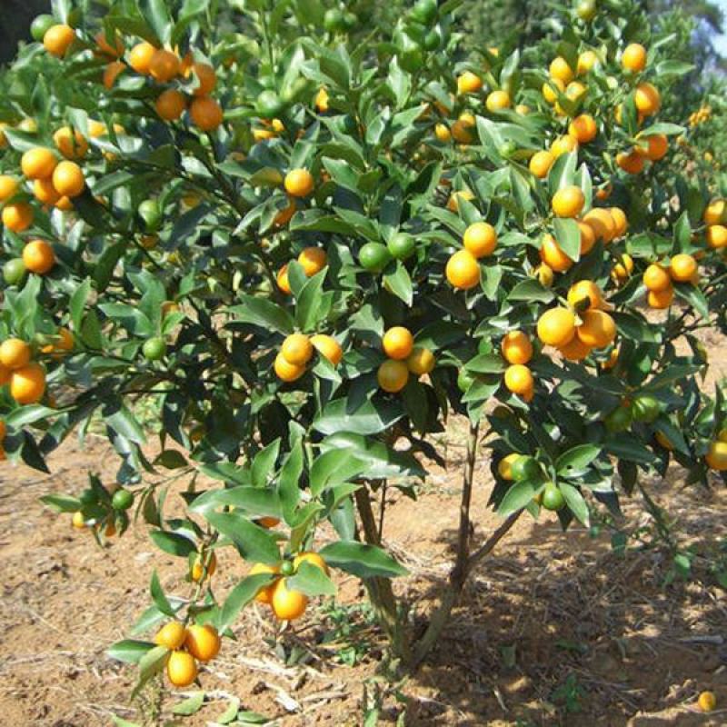 脆皮金桔盆栽苗水果树苗可食用嫁接四季金桔庭院室内带果发货