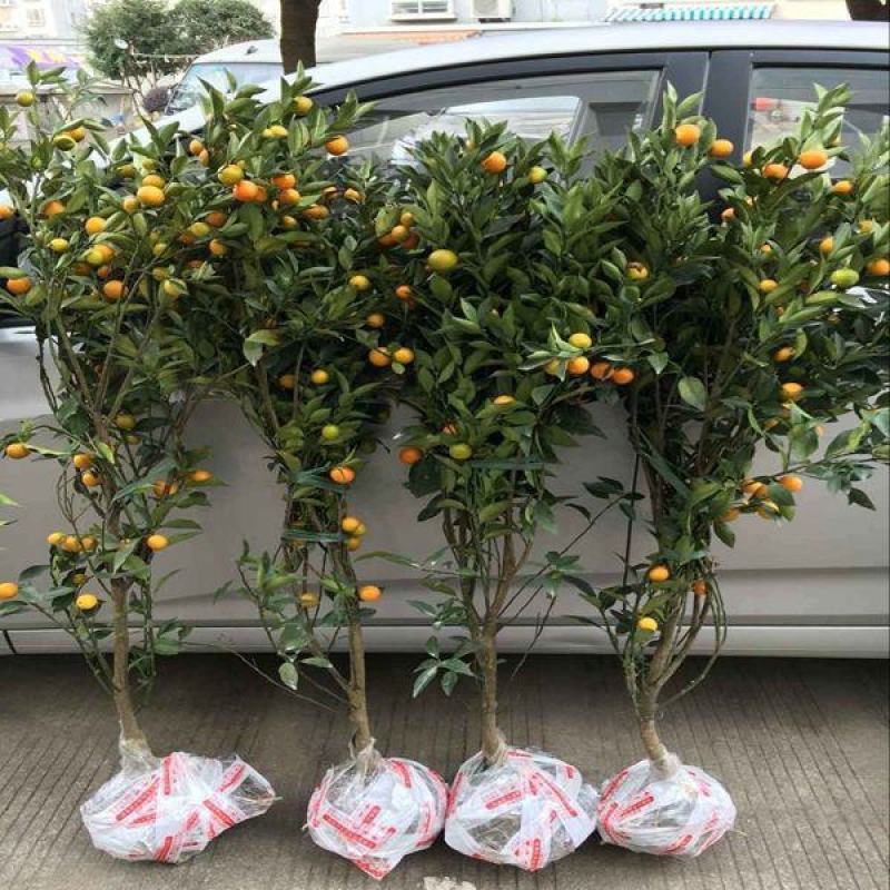 脆皮金桔盆栽苗水果树苗可食用嫁接四季金桔庭院室内带果发货