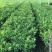 脆皮金桔盆栽苗水果树苗可食用嫁接四季金桔庭院室内带果发货