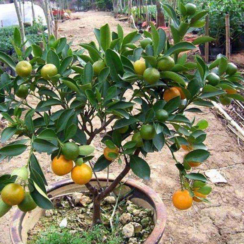 脆皮金桔盆栽苗水果树苗可食用嫁接四季金桔庭院室内带果发货