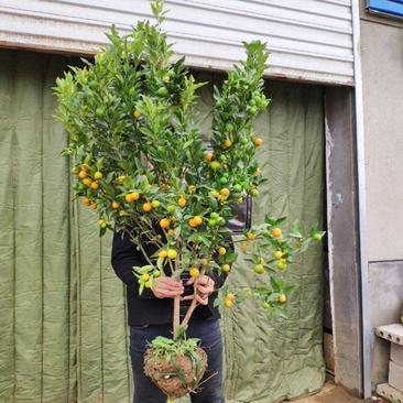 脆皮金桔盆栽苗水果树苗可食用嫁接四季金桔庭院室内带果发货