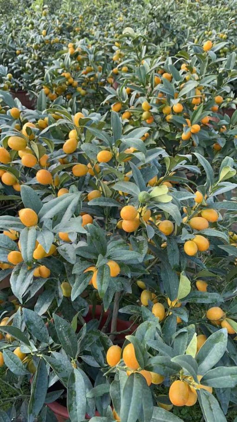 脆皮金桔盆栽苗水果树苗可食用嫁接四季金桔庭院室内带果发货