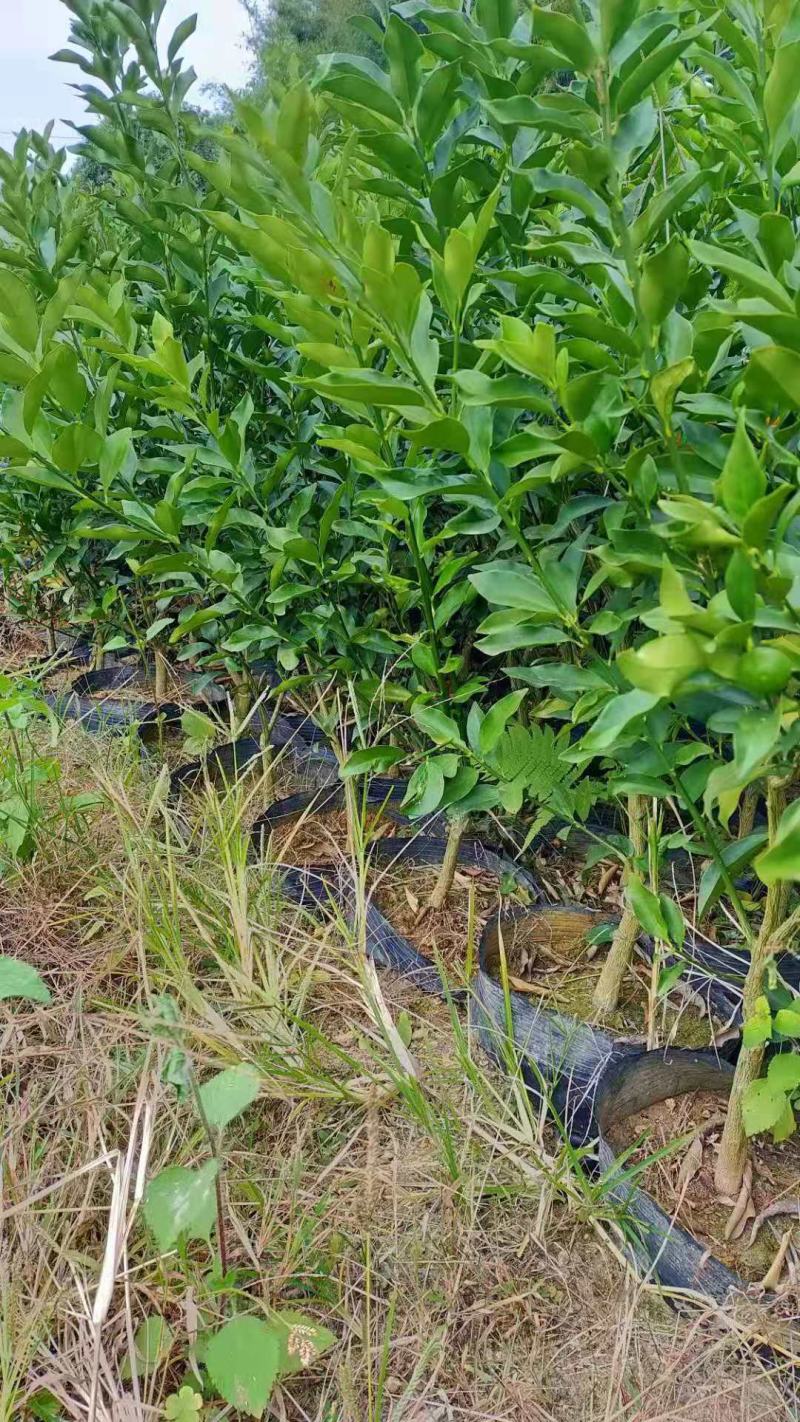 脆皮金桔盆栽苗水果树苗可食用嫁接四季金桔庭院室内带果发货