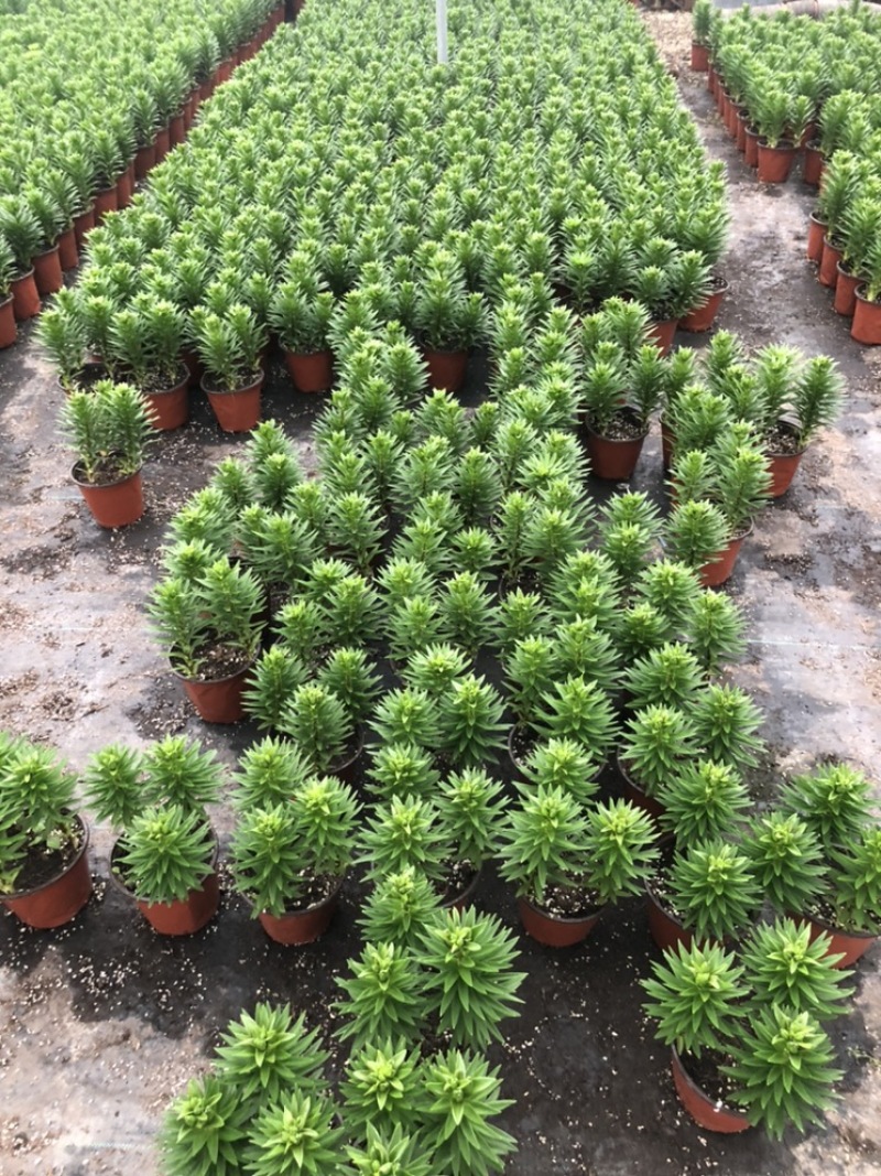 精品亚百合盆栽花卉批发质量好一手货源大量现货