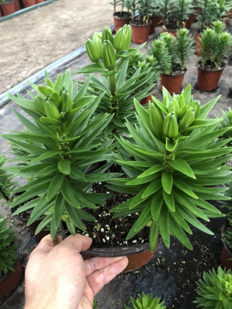 精品亚百合盆栽花卉批发质量好一手货源大量现货