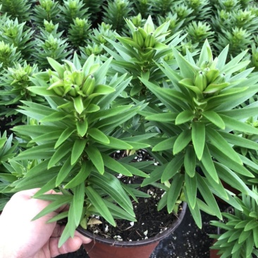 精品亚百合盆栽花卉批发质量好一手货源大量现货